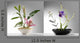 Two Japanese Ikebana Samples