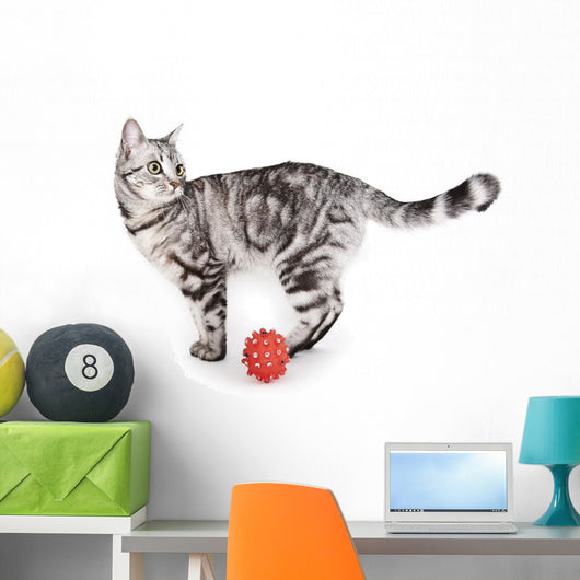 Domestic Cat Wall Mural