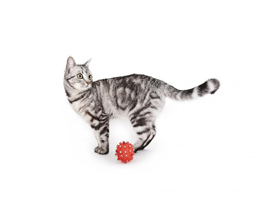 Domestic Cat Wall Mural