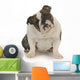 English Bulldog Wall Mural