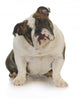English Bulldog Wall Mural