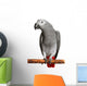 African Grey Parrot Wall Decal