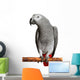 African Grey Parrot Wall Decal