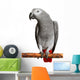 African Grey Parrot Wall Decal