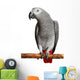 African Grey Parrot Wall Decal