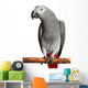 African Grey Parrot Wall Decal