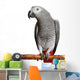 African Grey Parrot Wall Decal