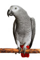 African Grey Parrot Wall Decal
