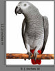 African Grey Parrot Wall Decal