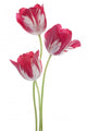 Tulip Wall Decal