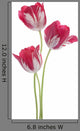 Tulip Wall Decal