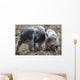 Two little pig Wall Mural