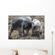 Two little pig Wall Mural