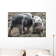 Two little pig Wall Mural