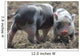 Two little pig Wall Mural