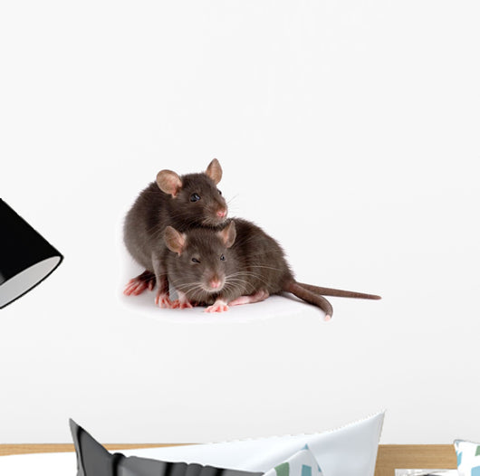 Two Rats Wall Decal