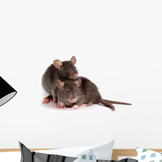 Two Rats Wall Decal