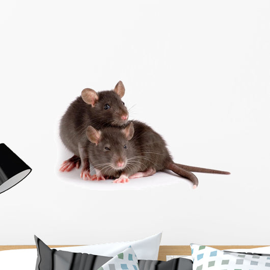 Two Rats Wall Decal