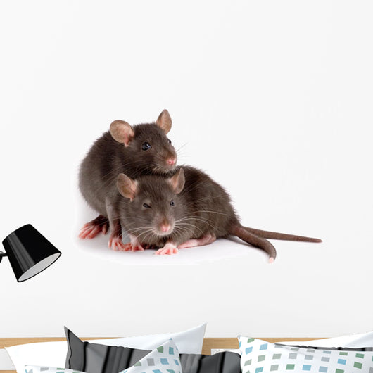 Two Rats Wall Decal