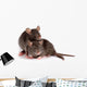 Two Rats Wall Decal