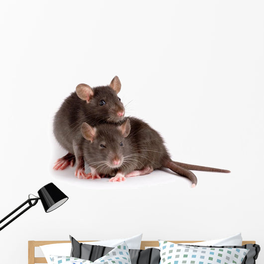 Two Rats Wall Decal