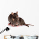 Two Rats Wall Decal