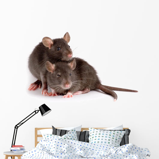 Two Rats Wall Decal