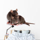 Two Rats Wall Decal