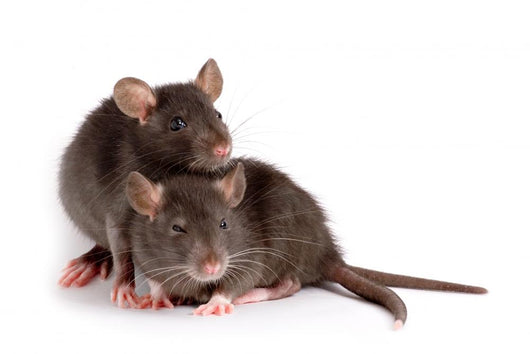 Two Rats Wall Decal