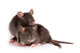 Two Rats Wall Decal