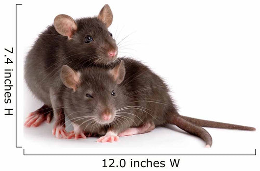 Two Rats Wall Decal