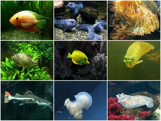 Aquarium Wall Mural