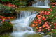 Brook Autumn