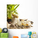 Orchids and Zen Stones