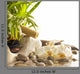 Orchids and Zen Stones