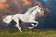 White Horse Runs Dark