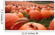 Pumpkins Field