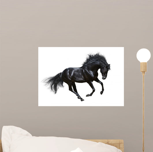 Black Stallion Motion