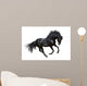 Black Stallion Motion