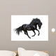 Black Stallion Motion