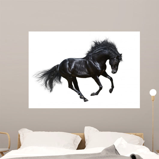 Black Stallion Motion