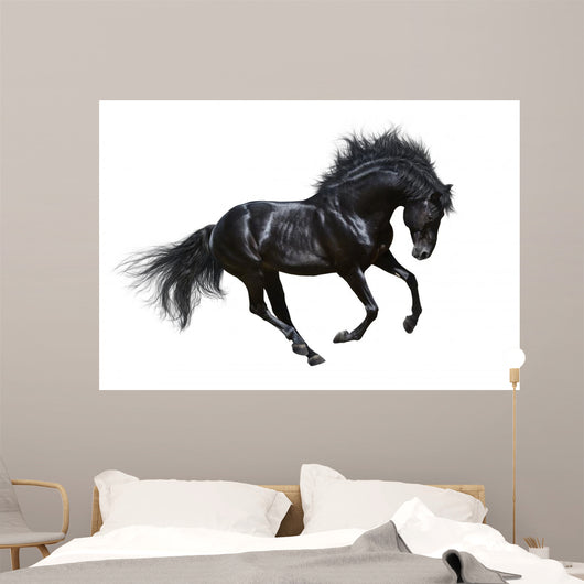 Black Stallion Motion