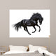 Black Stallion Motion