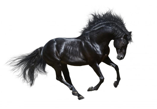 Black Stallion Motion