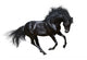 Black Stallion Motion