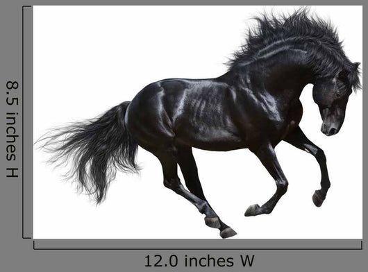 Black Stallion Motion
