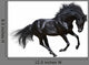 Black Stallion Motion