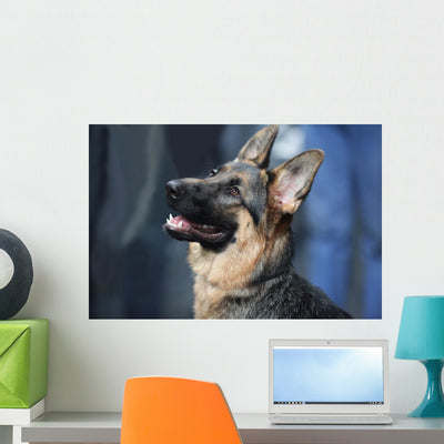 German Shepherd Dog Wall Mural shown on a wall