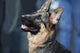 German Shepherd Dog Wall Mural