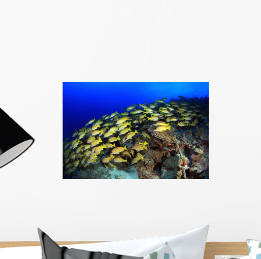 Blue Stripe Snapper Coral